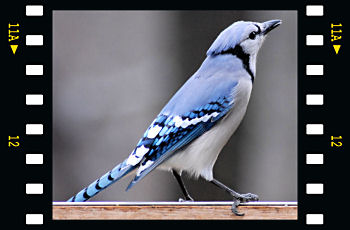 Blue Jay 