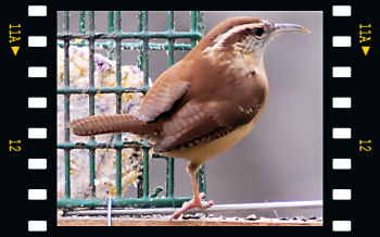 Carolina Wren