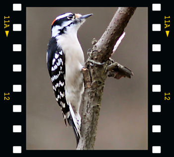 Downy Woodpecker