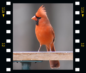 Northern Cardinal 